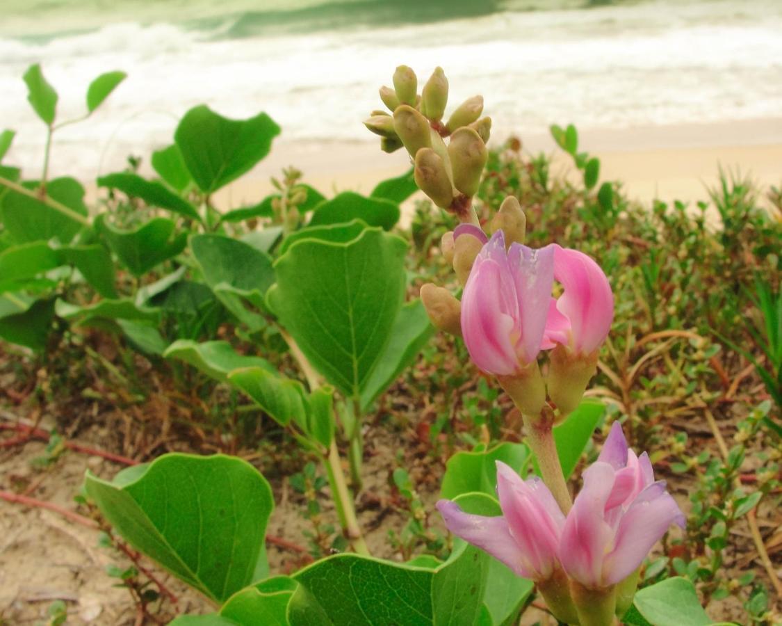 Recanto Do Encanto Florianópolis Екстериор снимка